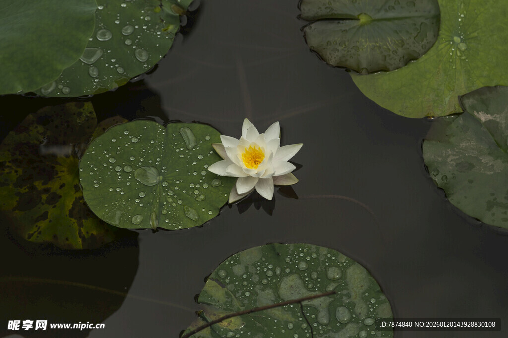 水中白睡莲与荷叶