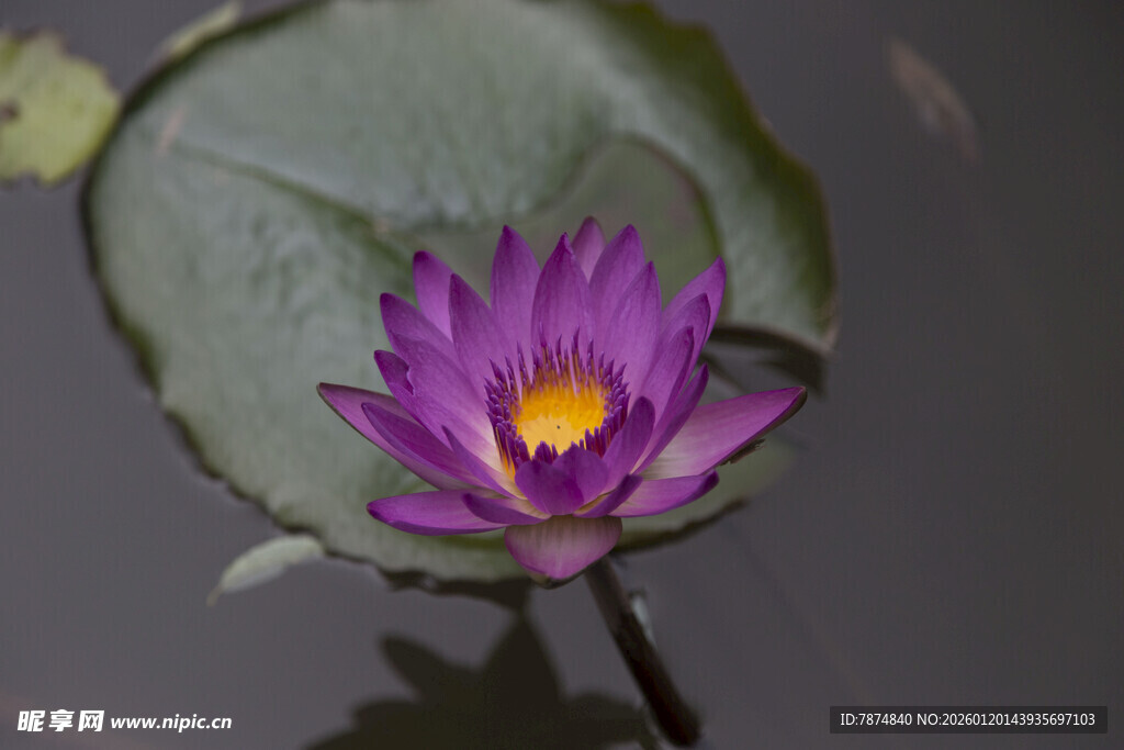 紫色睡莲绽放于水面