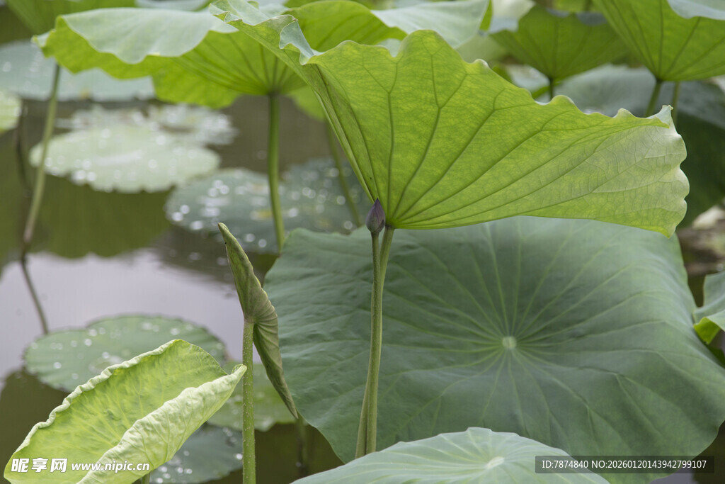 荷叶田田 尽显夏日生机