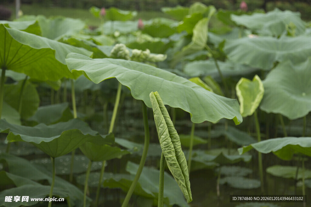 荷塘中的翠绿荷叶