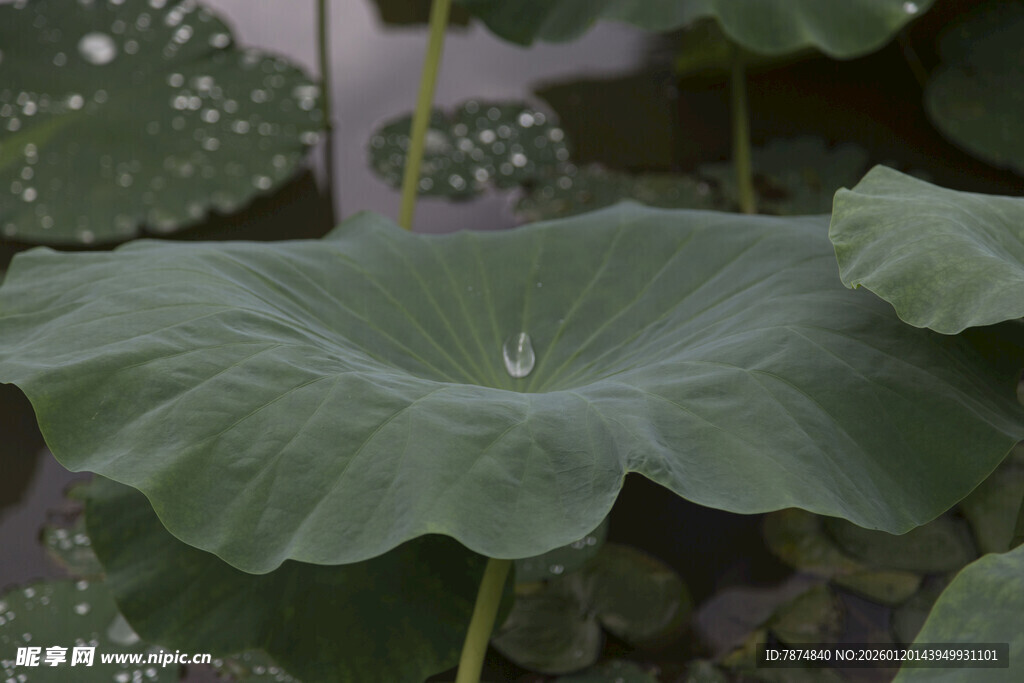 荷叶上的晶莹水珠