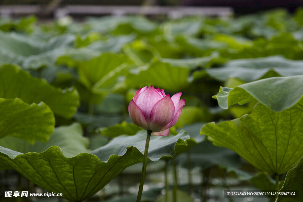 粉色荷花绽放于绿叶间