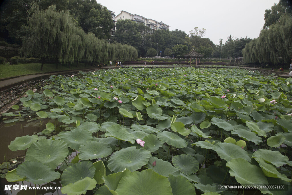 荷塘绿意浓景美如画