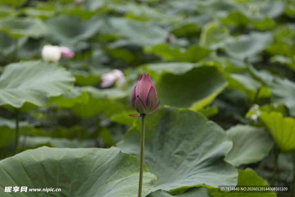 荷塘中绽放的娇艳荷花