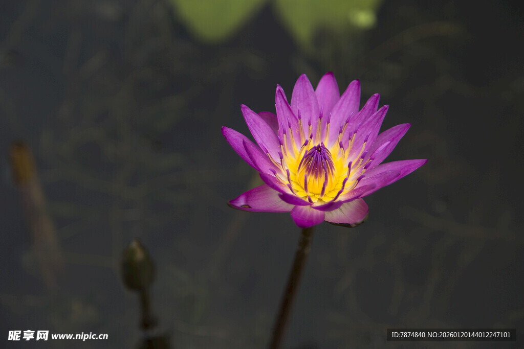 水中绽放的美丽紫色睡莲