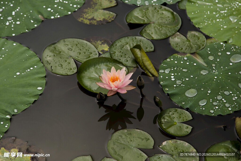 水中绽放的娇艳粉色睡莲