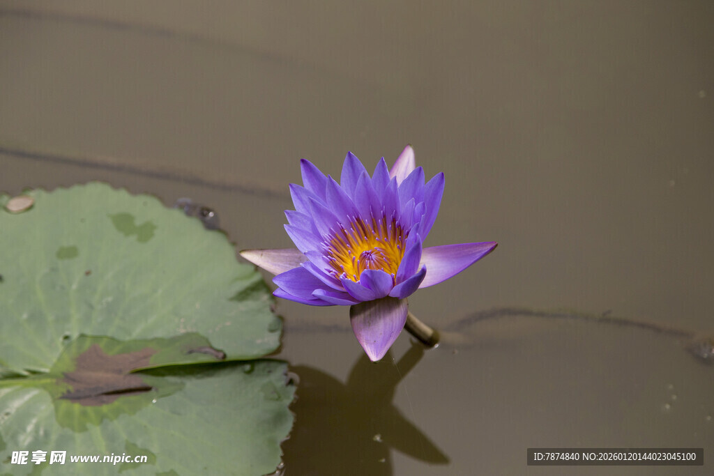 紫色睡莲绽放于水面