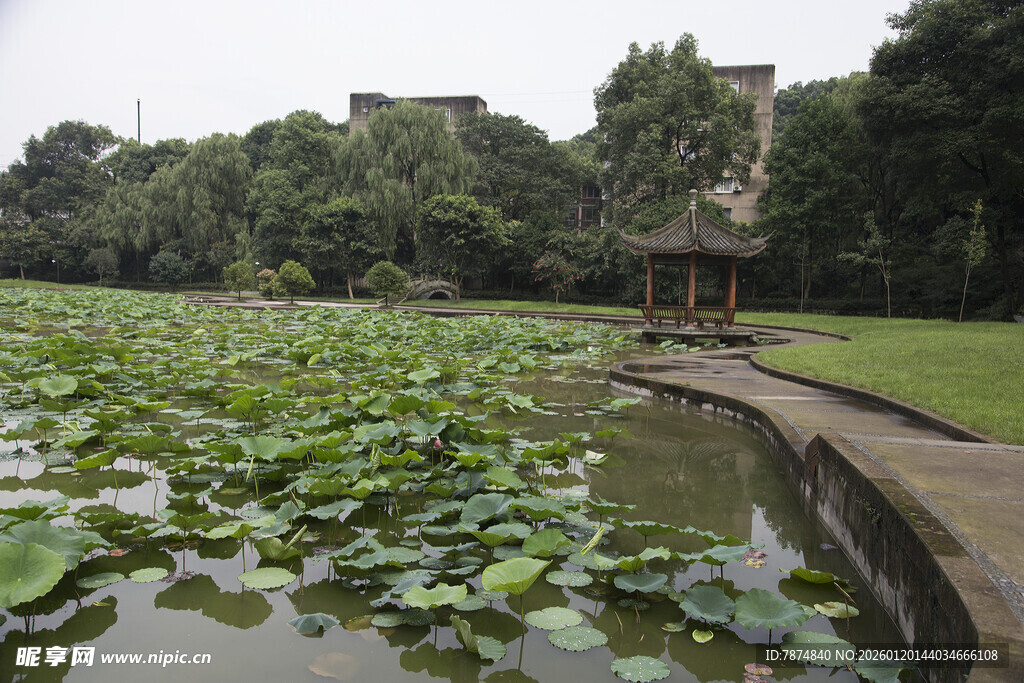 荷塘景致 绿意盎然的水乡