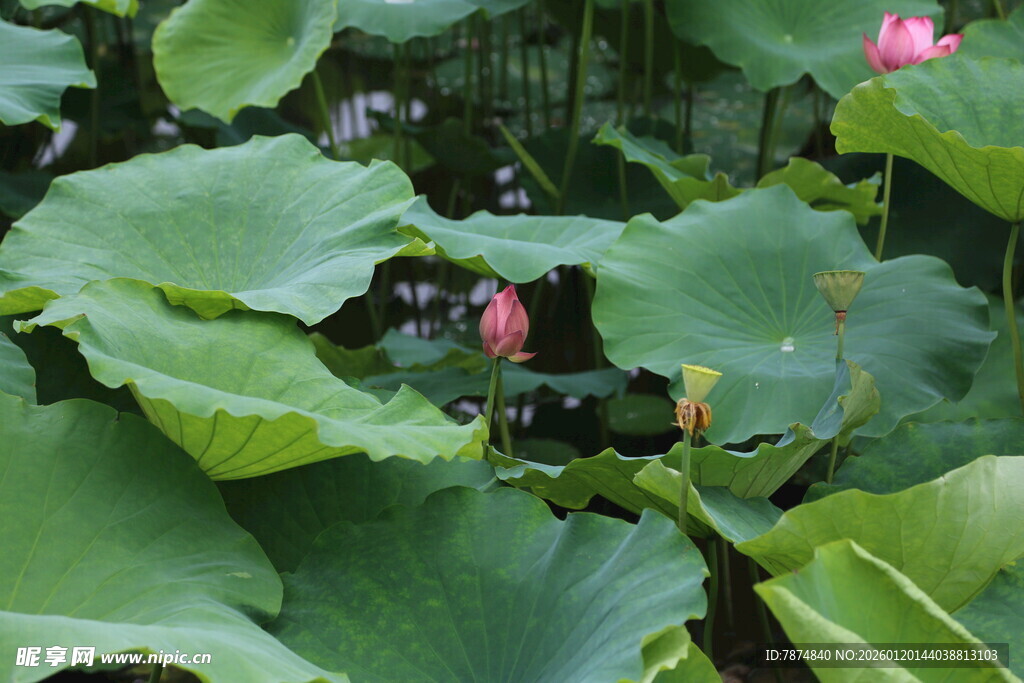 荷塘中的荷花与荷叶