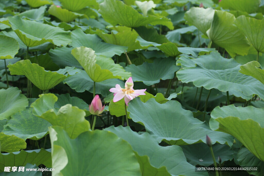 荷塘中的美丽荷花绽放