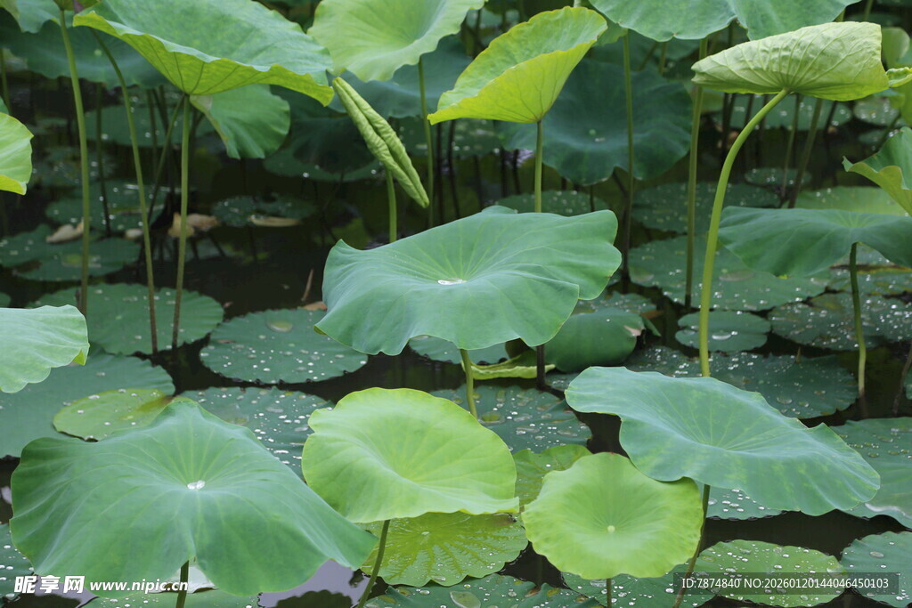 荷塘中的翠绿荷叶