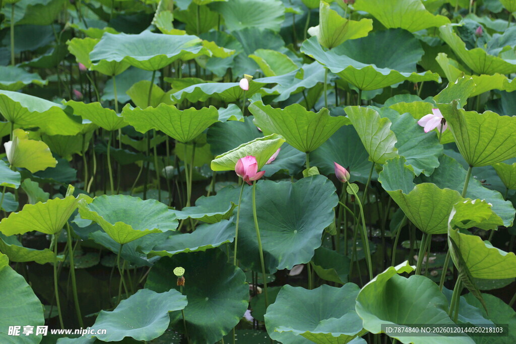 荷塘绿意 荷花初绽