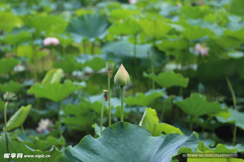 荷塘绿意 娇嫩荷花初绽