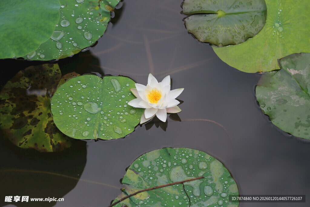 水中白睡莲与荷叶