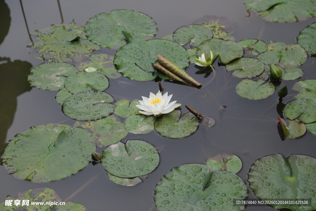 水中睡莲与荷叶的静谧画面