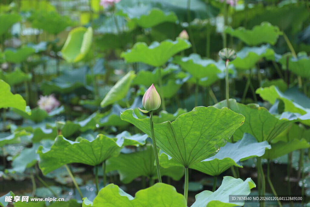 荷塘绿意 初绽荷花景致