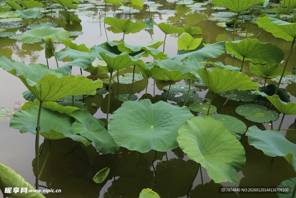 池塘中的大片荷叶