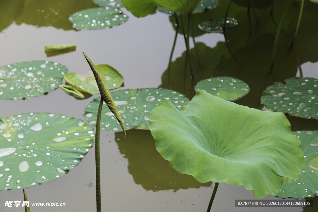 荷叶漂浮于水面的景致