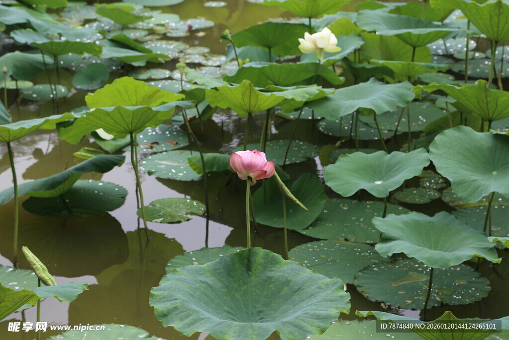 荷塘中的荷花与荷叶