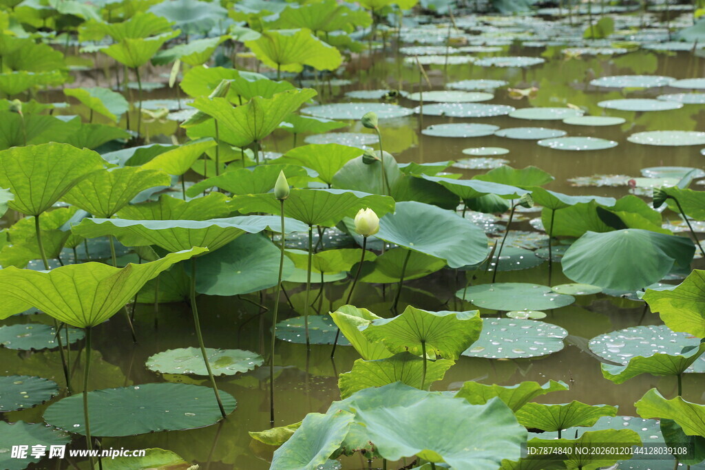 荷塘绿意盎然的荷叶景观