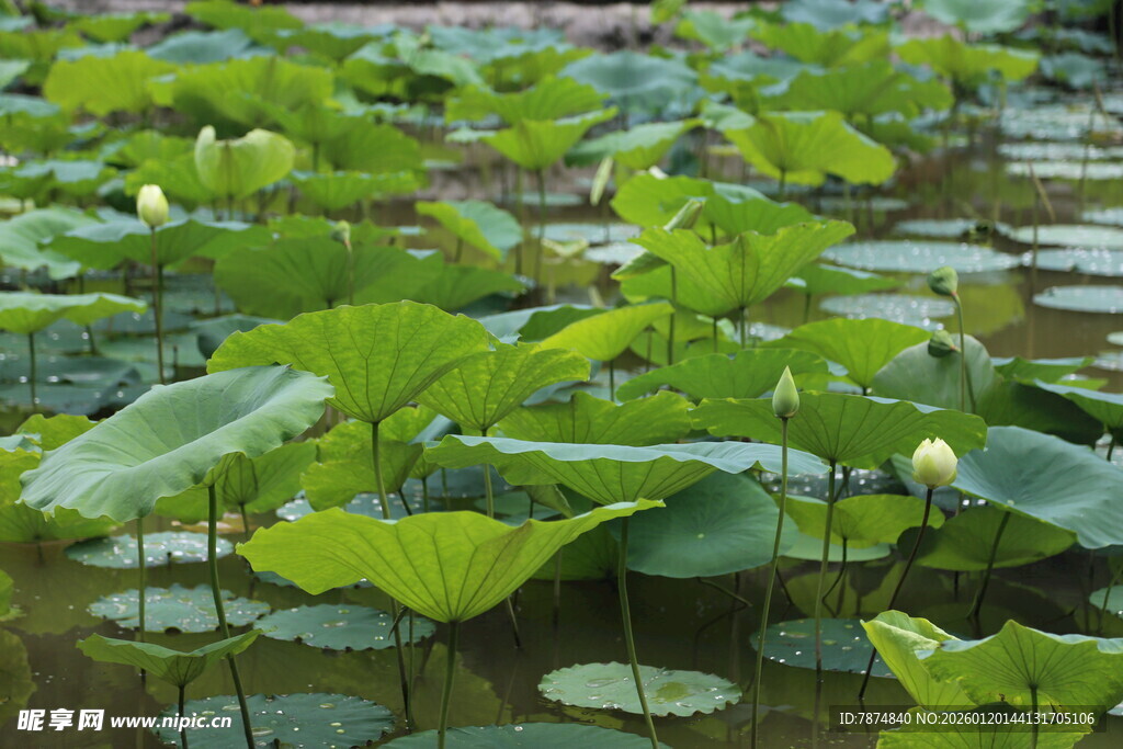 夏日荷塘荷叶茂盛景象