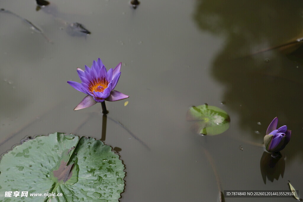 水中绽放的美丽紫色睡莲