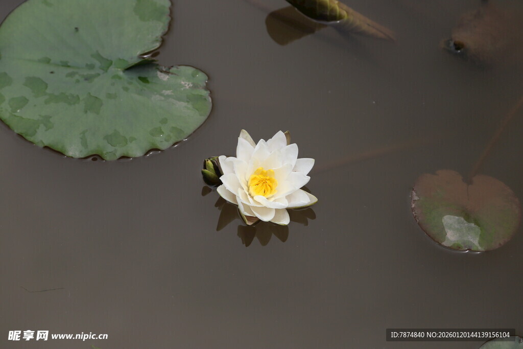 水中绽放的白色睡莲