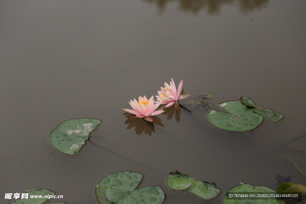 水中绽放的粉色睡莲