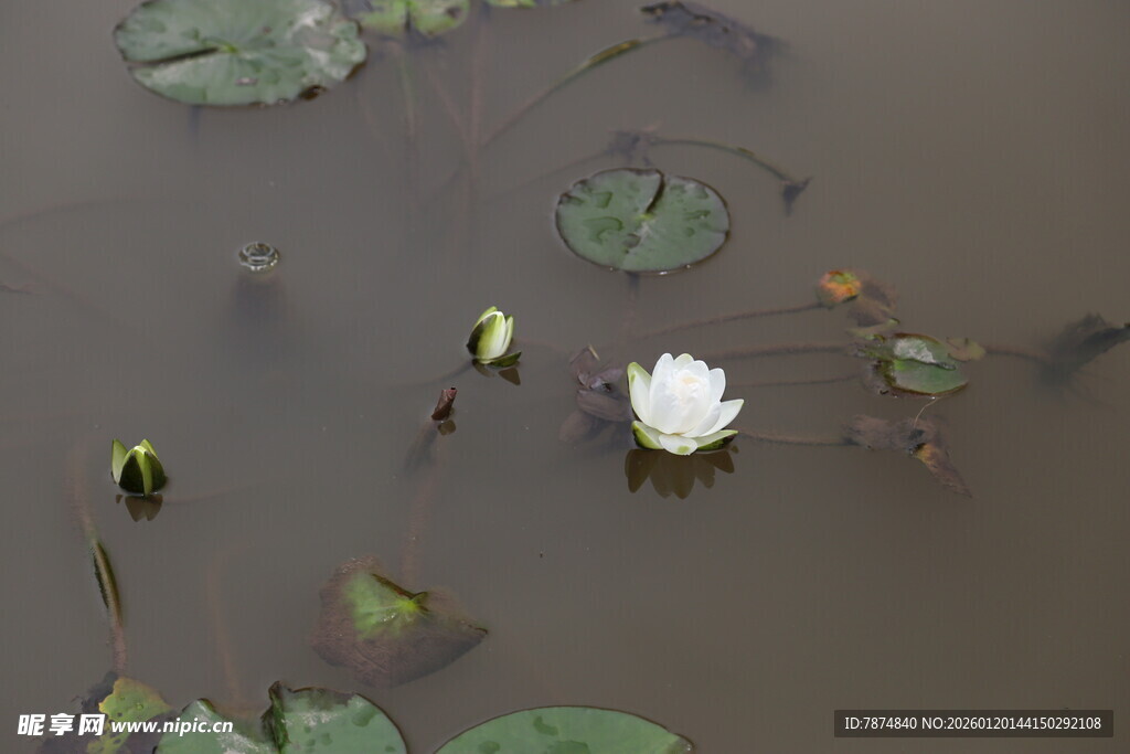 水中白睡莲与浮萍