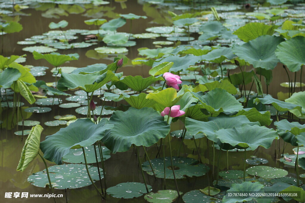 荷塘中的粉色荷花与荷叶