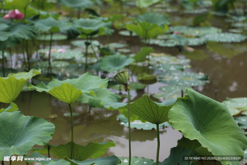 夏日荷塘荷叶荷花景致