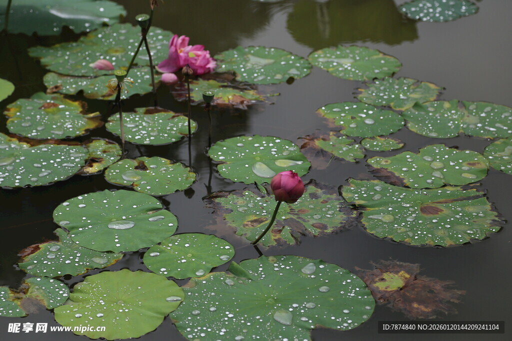 荷塘中的荷花与荷叶
