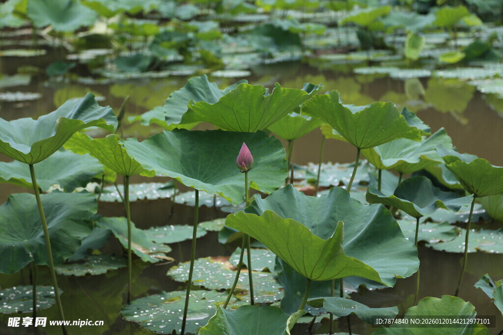 夏日荷塘绿意浓