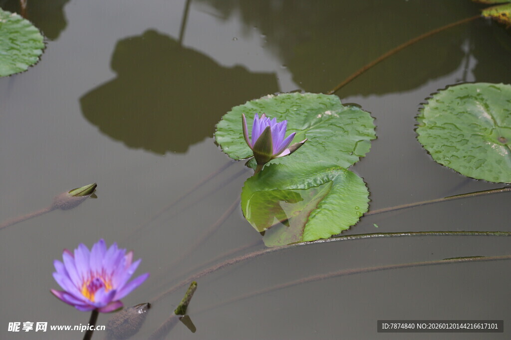 水中睡莲与绿叶相映成趣