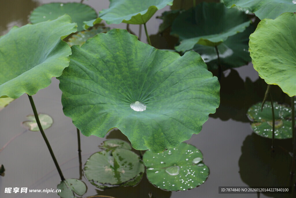 荷叶上的晶莹水珠