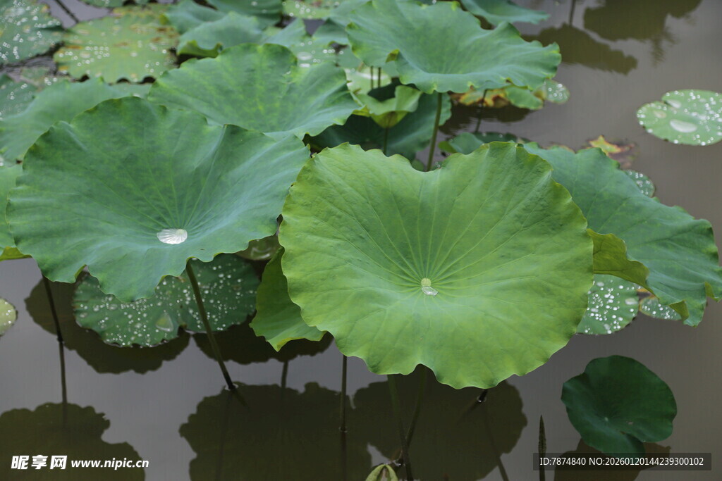 荷叶漂浮于水面的景致