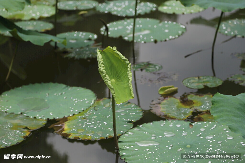 荷叶间挺立的鲜嫩荷叶