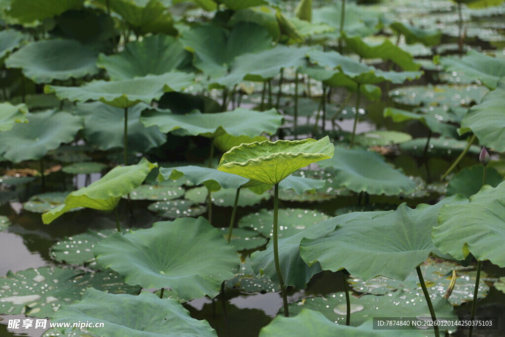 夏日荷塘荷叶景致
