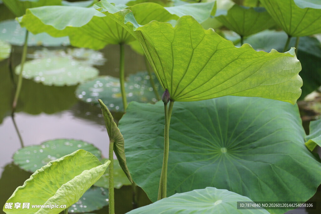 夏日荷叶