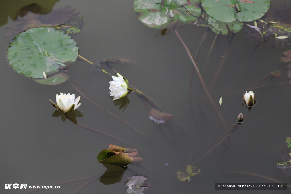 水中绽放的洁白睡莲