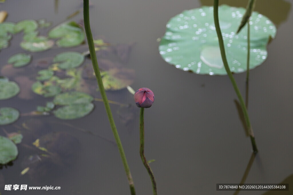 池塘中的荷花与荷叶