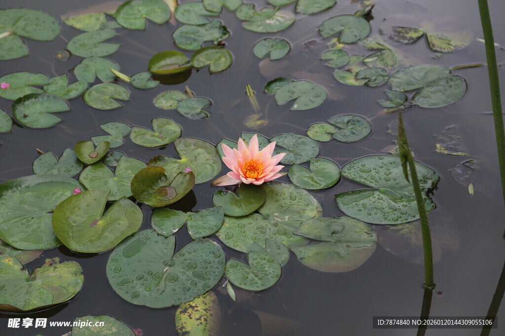 水中绽放的娇艳粉色睡莲