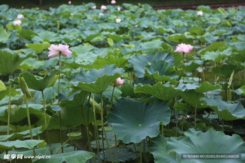 夏日荷塘荷花荷叶美景