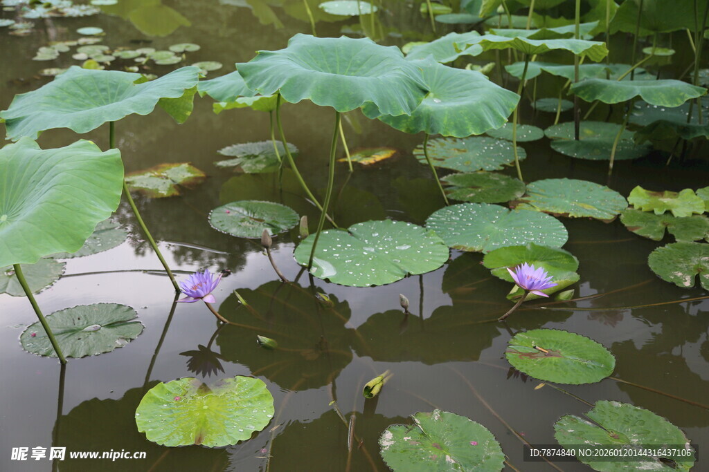 荷塘中的睡莲与荷叶