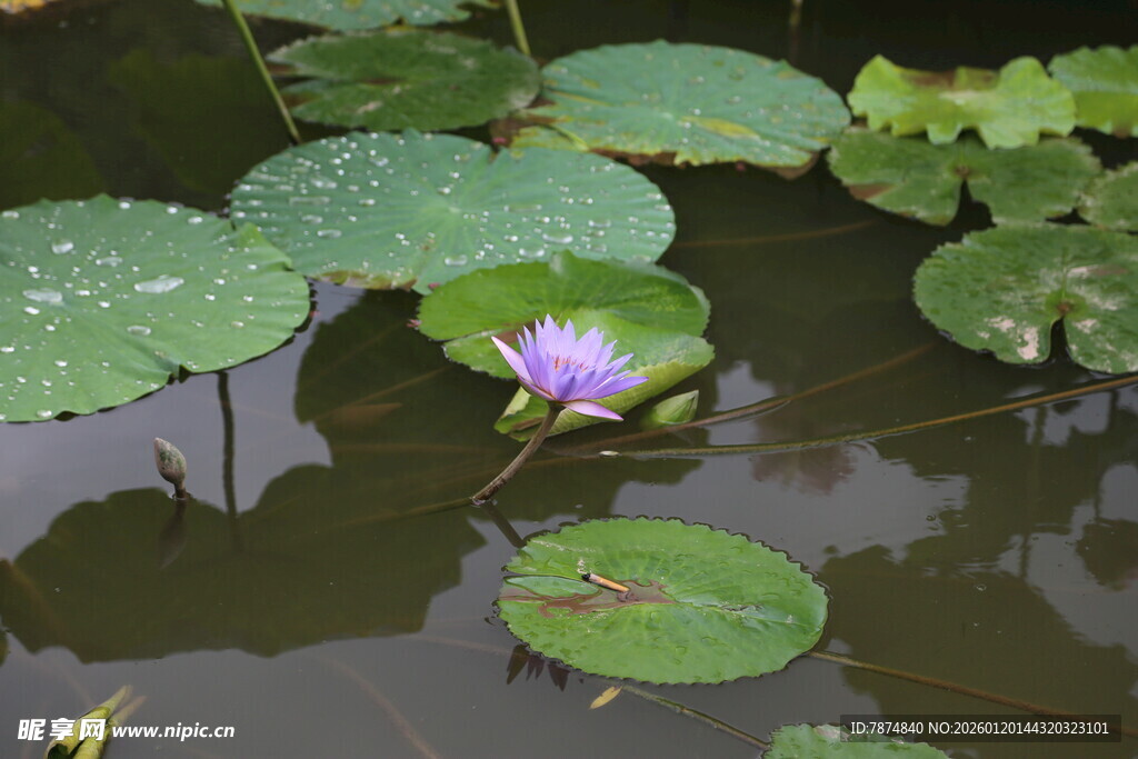 水中绽放的紫色睡莲