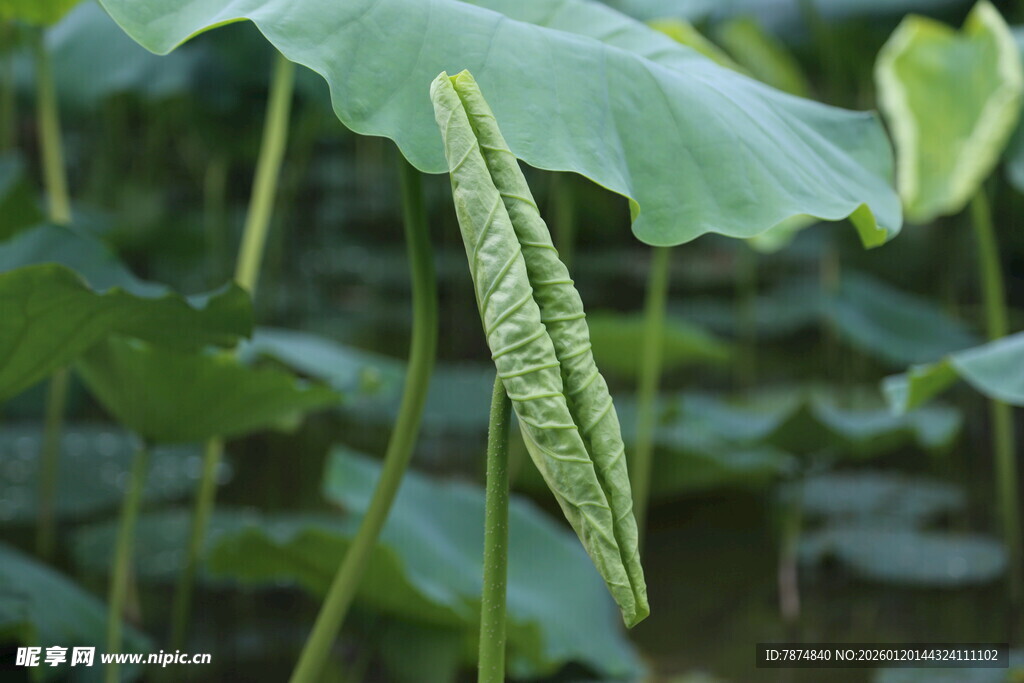 荷叶间倾斜的翠绿莲蓬