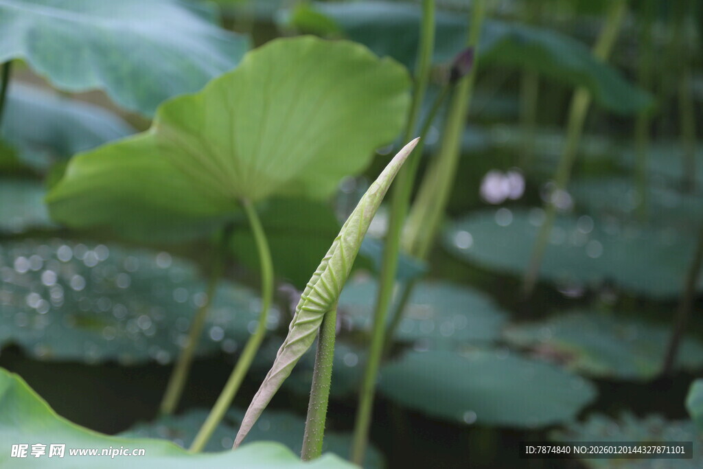 荷叶尖角特写