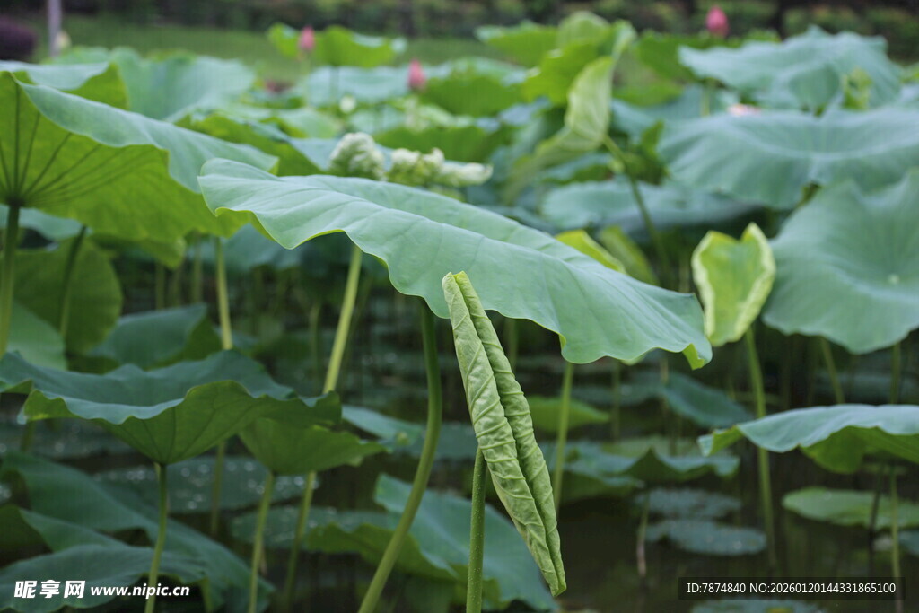 荷塘中的大片翠绿荷叶