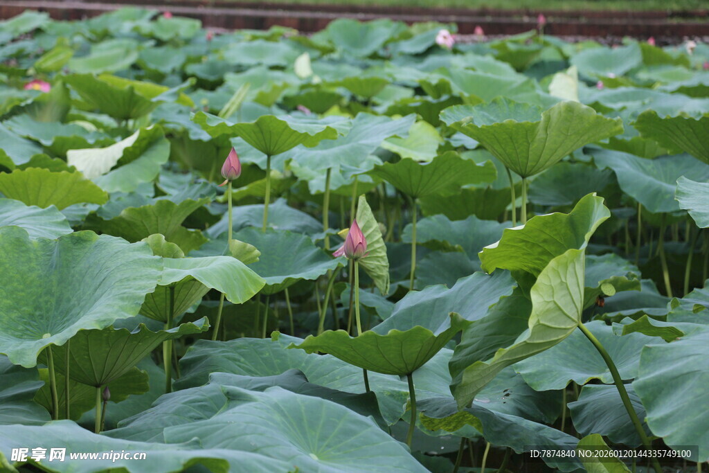 荷塘绿意盎然的荷叶景观