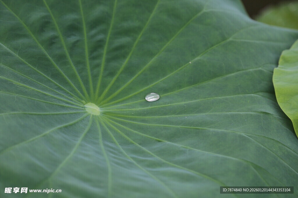 荷叶上的晶莹水珠